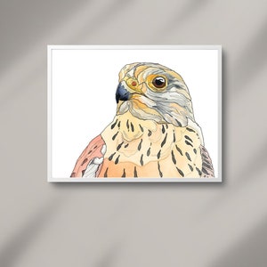 Stampa "Gheppio Canario", Illustrazione, Disegno, Acquerello, Stampa, Arte, Arte Grafica, Arte Animale, Arredamento, Home Decor