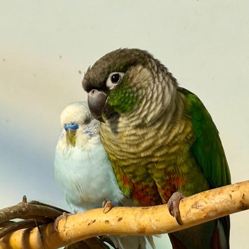 AnimalHouseMinis - Etsy