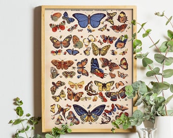 Printable Butterfly Poster | Butterfly Wall Art | Vintage Prints | Butterfly Wall Decor | Cottagecore Decor | Home Decor | Vintage Poster
