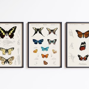 Afdrukbare vlinder wand decor, set van 3 kunst aan de muur, vintage vlinder, digitale download, vlinder poster, vlinder kunst print, Boho kunst