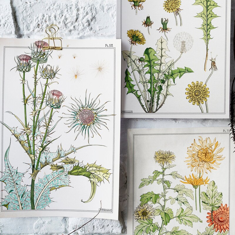 Original Botanitcal Prints Botanical Print Set - Etsy