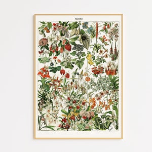 Vintage Floral Print 1909 | Printable Wall Art | Adolphe Millot Print | Kitchen Print | Vintage Wall Decor | Floral Art | Botanical Wall Art