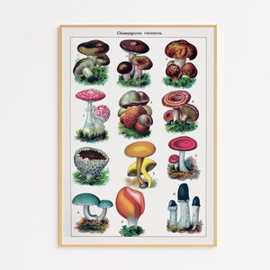 Cartel de setas imprimible / Impresión de arte de setas vintage / Descarga digital / Decoración de pared de setas / / Decoración de pared botánica / Cottagecore