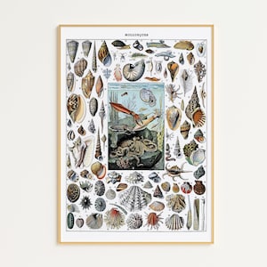 Printable Seashell Print | Digital Download | Vintage Sea Life Art | Ocean Art Print Vintage | Marine Life | Oceanography Art | Vintage Art