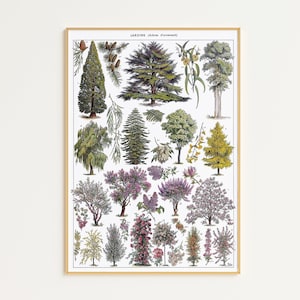 Druckbare Vintage Wald Poster Digital Download | Baum Illustration Print | Vintage Wandkunst | Vintage Baum Poster | Französisches Landhaus Dekor