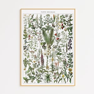 Heilpflanze Poster 1909 Adolphe Millot | Druckbare Wandkunst | Vintage Heilpflanzen | Küche Wanddeko | Botanisch | Cottagecore Dekor