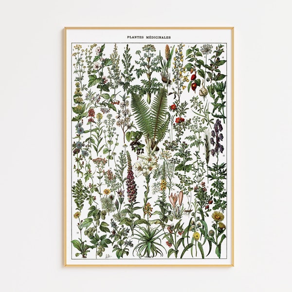 Heilpflanze Poster 1909 Adolphe Millot | Druckbare Wandkunst | Vintage Heilpflanzen | Küche Wanddeko | Botanisch | Cottagecore Dekor