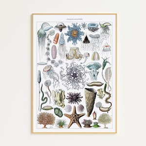 Printable Vintage Sealife Chart | Adolphe Millot Poster | Marine Biology | Vintage Art | Science Art | Sea Life Prints | Ocean Life Poster