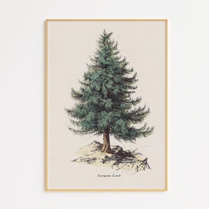Vintage Tree Illustration Printable | Digital Print | Vintage Illustrations | Farmhouse Wall Art | Digital Printable | Digital Tree Print