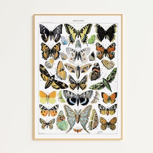 Printable Vintage Butterfly Poster (1909) | Vintage Butterfly Art Print | Adolphe Millot | Butterfly Wall Decor | Vintage Wall Art