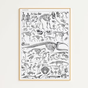 Printable Vintage Dinosaur Poster | Digital Download | Adolphe Millot Poster | Animal Skeleton | Antique Dinosaur Print | Dinosaur Wall Art