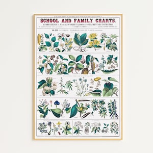 Afdrukbare vintage botanische grafiek | Digitale download | Educatieve posters | Botanische wanddecoratie | Vintage schoolkaarten | Botanische affiche