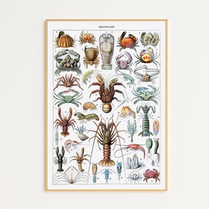 Printable Sealife Art Print | Digital Download | Adolphe Millot Poster | Crustaceans Print | Vintage Sea Life Illustrations | Marine Life