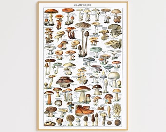 Mushroom Wall Decor, Vintage Poster, Nature Wall Art, Kitchen Wall Art, Champignons Poster, Digital Download, Educational Poster, Aesthetic