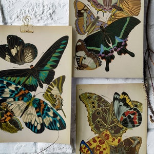 Butterfly Art Print, Printable Wall Art, Butterfly Wall Decor, Vintage Wall Art, Botanical Print, Digital Print, Digital Download