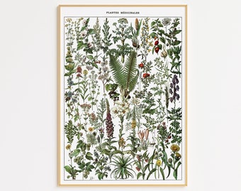 Heilpflanze Poster 1909 Adolphe Millot | Druckbare Wandkunst | Vintage Heilpflanzen | Küche Wanddeko | Botanisch | Cottagecore Dekor