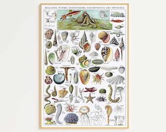 Printable Ocean Marine Life Print | Digital Download | Vintage Oceanography Print | Ocean Art Print Vintage | Marine Life | Oceanography Art