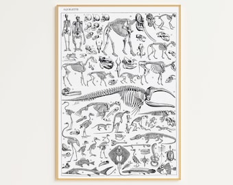 Afdrukbare vintage dinosaurusposter | Digitale download | Adolphe Millot-poster | Dierenskelet | Antieke dinosaurusprint | Dinosaurus kunst aan de muur