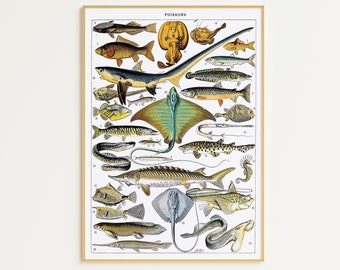 Puede incluir: Una ilustración vintage de varias especies de peces, incluyendo un esturión, un caballito de mar y una raya. La ilustración está en un marco blanco con un borde dorado y la palabra "POISSONS" en la parte superior.