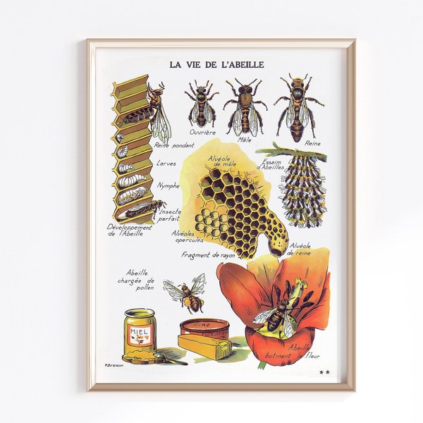 Antique Bee Art Printable | Digital Download | Bumble Bee Art Print | Vintage French Art Print | Nursery Decor | Bee Wall Decor |