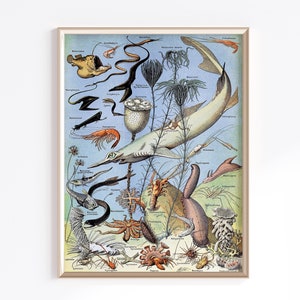 Oceanography Printable Wall Decor | Adolphe Millot Digital Download | Oceanography Poster | Printable Poster | Sea Life Print | Sea Life