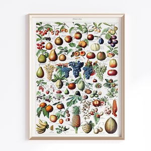 Druckbares Vintage Obst Poster | Digitaler Download | Vintage Poster | Wand Kunstdruck | Druckbare Wandkunst | Botanisch | Lehrposter