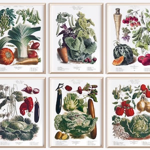 Printable Vegetable Art Set Of 6 | Digital Download | Vegetable Poster | Vegetables Art | Antique French Poster | Kitchen Art Prints