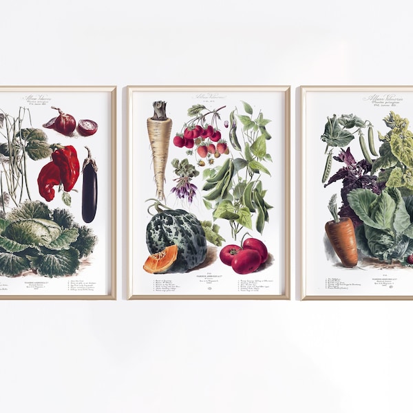 Printable Vegetable Art Set Of 3 | Digital Download | Vegetable Poster | Vegetables Art | Antique French Poster | Kitchen Art Prints