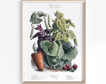 Printable Vintage Vegetable Print 1900s | Digital Download | Vegetable Poster | Vegetables Art | French Art Poster | Kitchen Art Prints