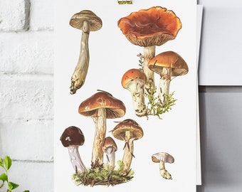 Arte de setas imprimible / Descarga digital / Decoración de pared de setas / Cottagecore / Descarga digital de setas / Arte de setas vintage