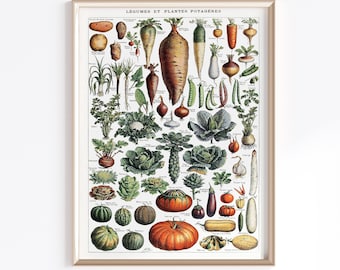 Legumes vintage para impressão (1909) | Adolfo Millot Pôster | Decoração de cozinha | Impressões de arte de cozinha | Impressão Botânica | Póster Vegetal