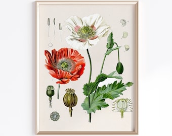 Opius Poppy Printable Wall Art  | Digital Download | Vintage Flower Print | Antique Botanical Art | Floral Art Print | Cottagecore Art Print