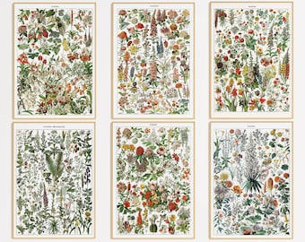 Utskrivbar set med 6 Adolphe Millot blommiga posters | Digital nedladdning | Vintage blomtrycksset 1909 | Trädgårdsaffisch | Vintage botanisk konst