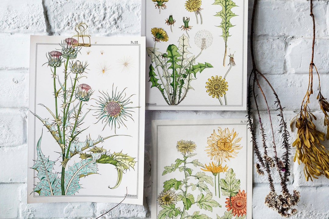 Botanical Prints Set of 3 Printable Art Vintage Botanicals Botanical