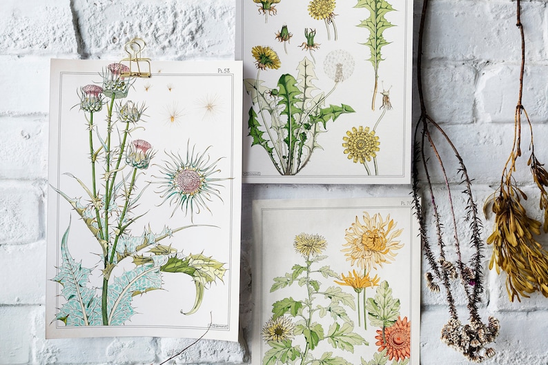 Botanical Prints Set of 3| Printable Art | Vintage Botanicals ...