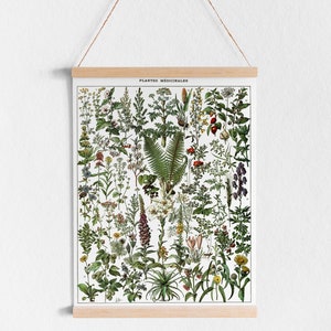 Pode incluir: Uma ilustra&ccedil;&atilde;o bot&acirc;nica vintage de plantas medicinais, com uma variedade de folhas verdes, flores e caules. A ilustra&ccedil;&atilde;o &eacute; intitulada "Plantes Medicinales" e &eacute; impressa em um fundo branco.