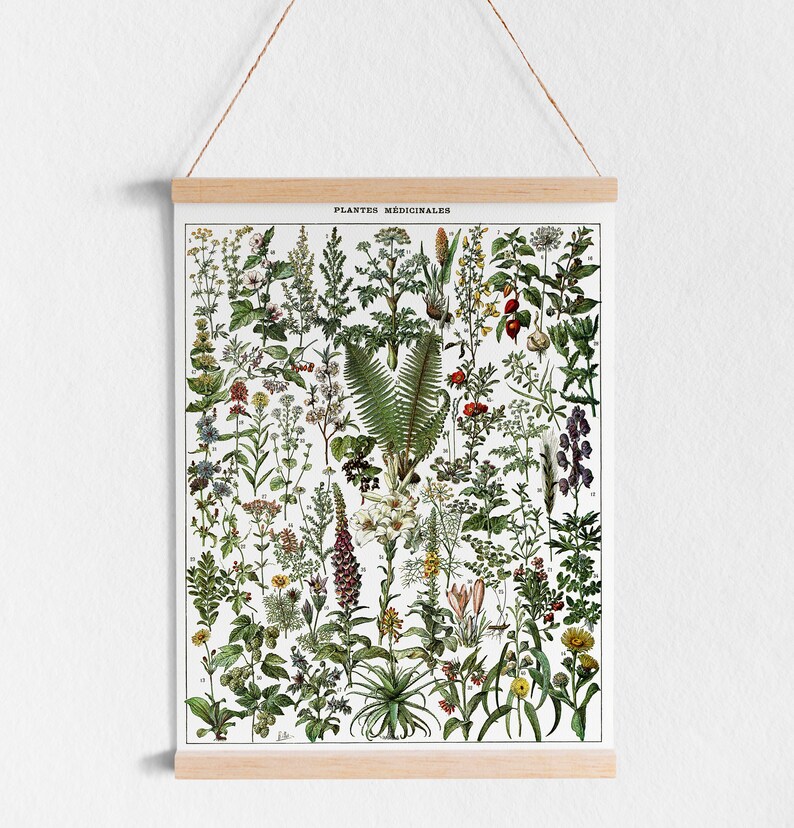 Pode incluir: Uma ilustra&ccedil;&atilde;o bot&acirc;nica vintage de plantas medicinais, com uma variedade de folhas verdes, flores e caules. A ilustra&ccedil;&atilde;o &eacute; intitulada "Plantes Medicinales" e &eacute; impressa em um fundo branco.