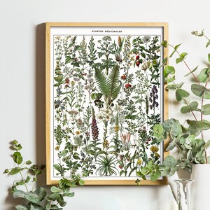Pode incluir: Uma ilustra&ccedil;&atilde;o bot&acirc;nica vintage de plantas medicinais, enquadrada em uma moldura de madeira clara. A impress&atilde;o apresenta uma variedade de plantas com ilustra&ccedil;&otilde;es detalhadas de suas folhas, flores e ra&iacute;zes. O t&iacute;tulo "Plantes Medicinales" est&aacute; impresso na parte superior da impress&atilde;o.
