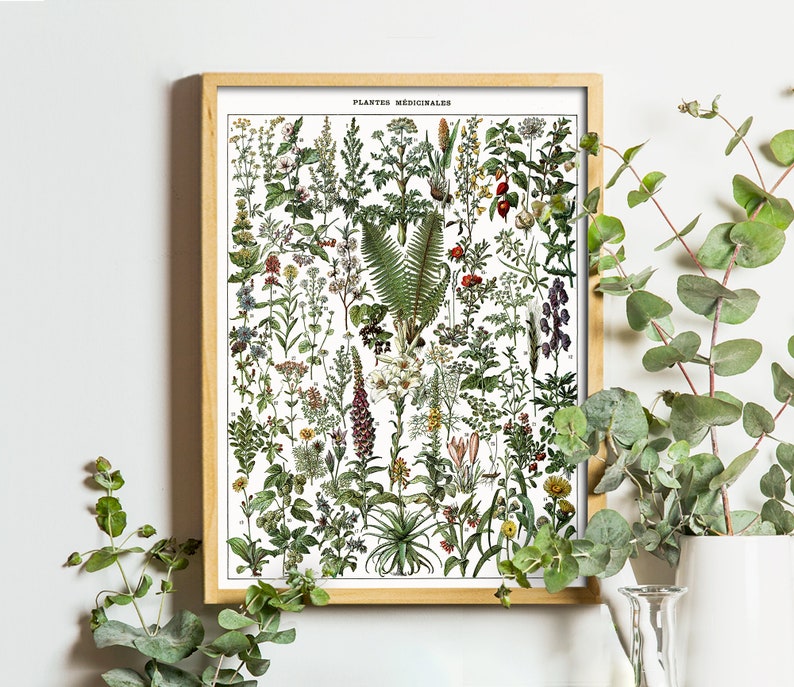 Pode incluir: Uma ilustra&ccedil;&atilde;o bot&acirc;nica vintage de plantas medicinais, enquadrada em uma moldura de madeira clara. A impress&atilde;o apresenta uma variedade de plantas com ilustra&ccedil;&otilde;es detalhadas de suas folhas, flores e ra&iacute;zes. O t&iacute;tulo "Plantes Medicinales" est&aacute; impresso na parte superior da impress&atilde;o.
