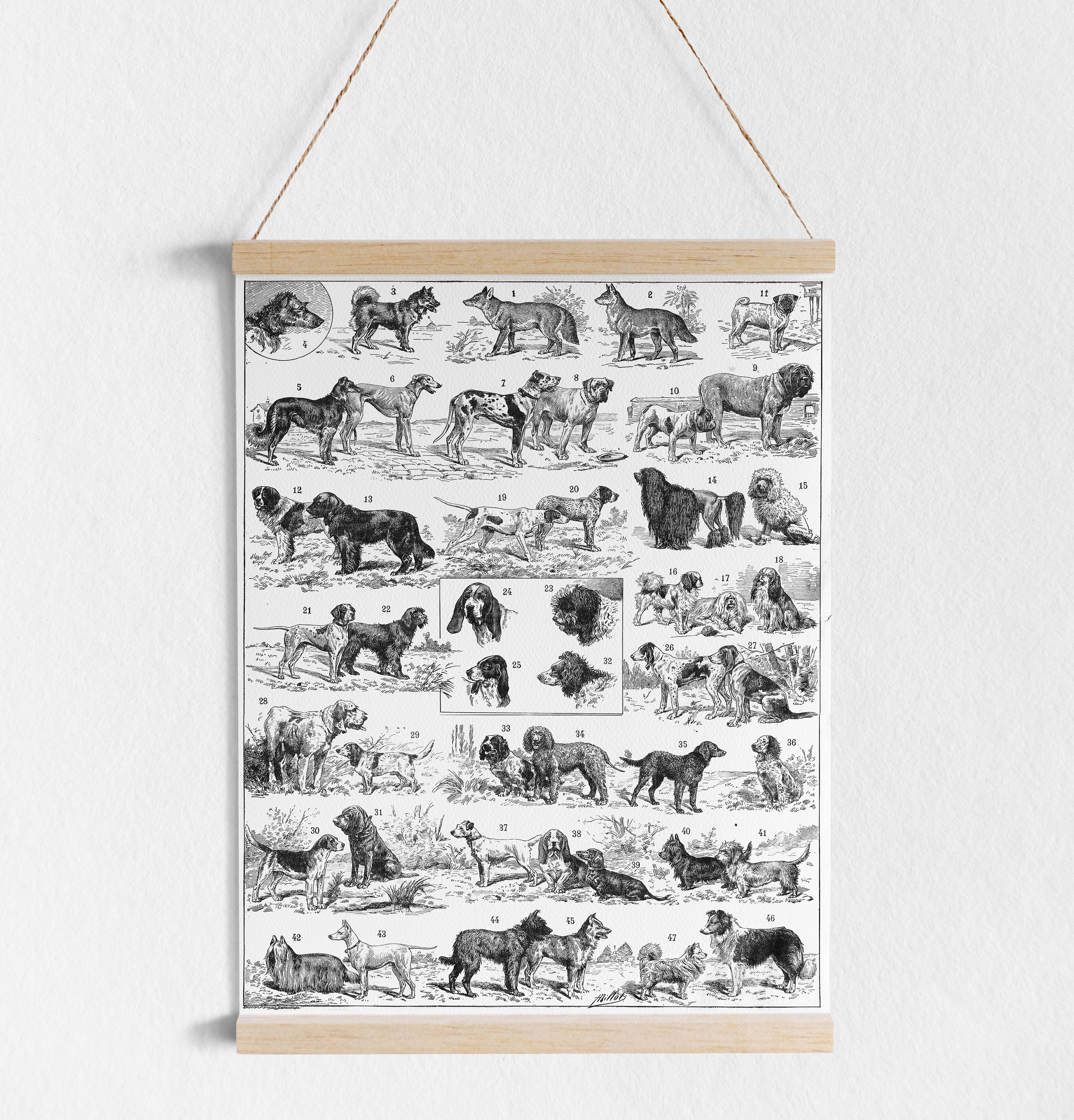 Antique Dog Breeds Printable Poster Digital Download Dog Breeds 