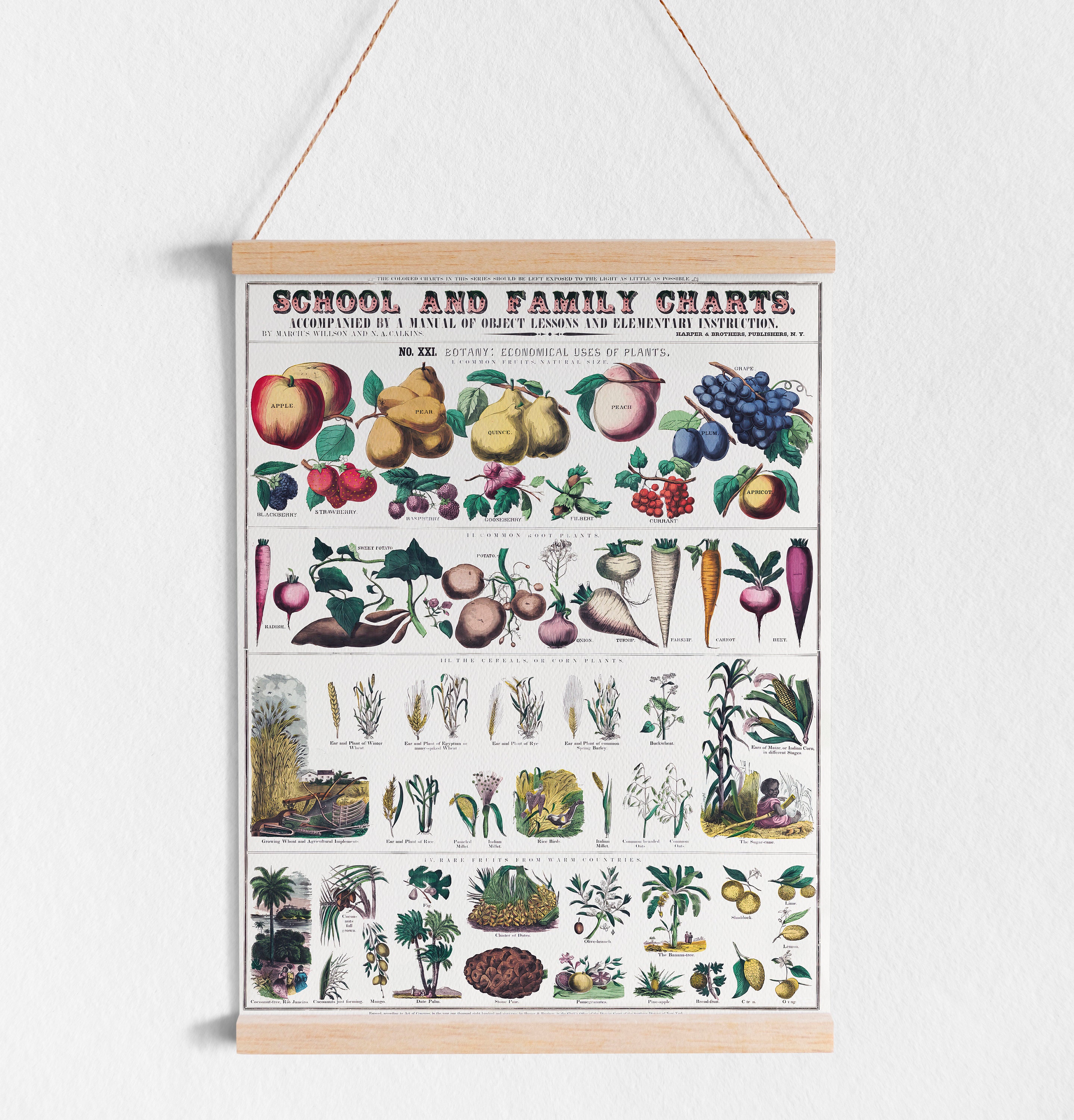 Botanic Chart Printable Vintage Botanical Chart | Digital Download | Vintage ...