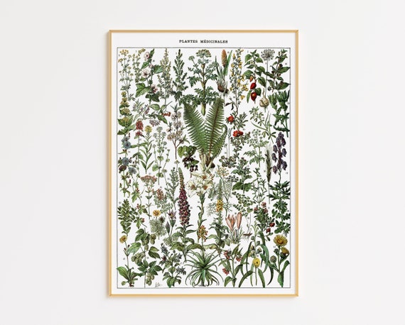 Medical Plant Poster 1909 Adolphe Millot | Printable Wall Art | Vintage Medical Plants | Kitchen Wall Decor | Botanical | Cottagecore Decor