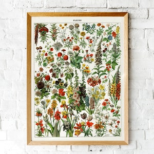 K&ouml;nnte beinhalten: Eine Vintage-botanische Illustration mit einer Vielzahl von Blumen, die jeweils mit einer Nummer versehen sind. Die Blumen sind in einem realistischen Stil mit filigranen Details dargestellt. Die Illustration tr&auml;gt den Titel "FLEURS" und ist auf wei&szlig;em Hintergrund gedruckt.
