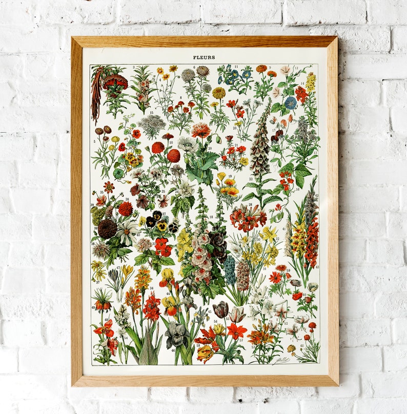 K&ouml;nnte beinhalten: Eine Vintage-botanische Illustration mit einer Vielzahl von Blumen, die jeweils mit einer Nummer versehen sind. Die Blumen sind in einem realistischen Stil mit filigranen Details dargestellt. Die Illustration tr&auml;gt den Titel "FLEURS" und ist auf wei&szlig;em Hintergrund gedruckt.