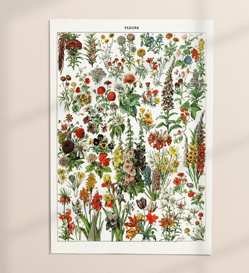 K&ouml;nnte beinhalten: Eine Vintage-botanische Illustration verschiedener Blumen, die mit Nummern versehen sind. Die Illustration zeigt eine Vielzahl von Farben, darunter Rot, Gelb, Blau, Rosa und Wei&szlig;. Die Blumen sind in einem symmetrischen Muster angeordnet, mit dem Titel "FLEURS" oben.