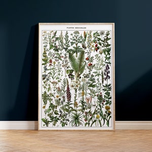 Pode incluir: Um p&ocirc;ster vintage de ilustra&ccedil;&atilde;o bot&acirc;nica que apresenta uma cole&ccedil;&atilde;o de plantas medicinais. O p&ocirc;ster &eacute; intitulado "Plantes M&eacute;dicinales" e apresenta uma variedade de plantas com seus nomes latinos.