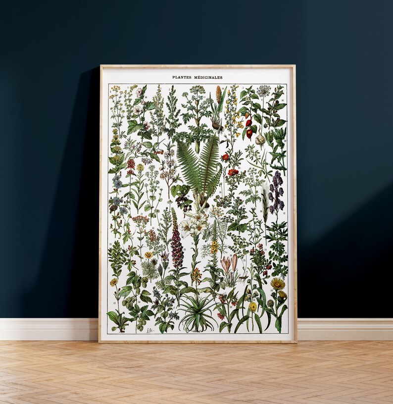 Pode incluir: Um p&ocirc;ster vintage de ilustra&ccedil;&atilde;o bot&acirc;nica que apresenta uma cole&ccedil;&atilde;o de plantas medicinais. O p&ocirc;ster &eacute; intitulado "Plantes M&eacute;dicinales" e apresenta uma variedade de plantas com seus nomes latinos.