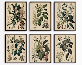 Vintage Botanical Set Of 6 Printable Wall Art, Printable Vintage Flower, Cottagecore Digital Prints, Printable Bedroom Decor, Vintage Art