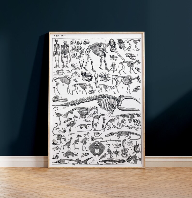 Printable Vintage Dinosaur Poster Digital Download Adolphe - Etsy