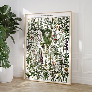 Pode incluir: Uma ilustra&ccedil;&atilde;o bot&acirc;nica vintage de plantas medicinais, com uma variedade de folhas verdes, flores e bagas. A ilustra&ccedil;&atilde;o &eacute; intitulada "Plantes Medicinales" e est&aacute; emoldurada em uma moldura de madeira clara.